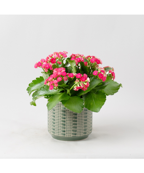 Pink Kalanchoe flowering plant. 