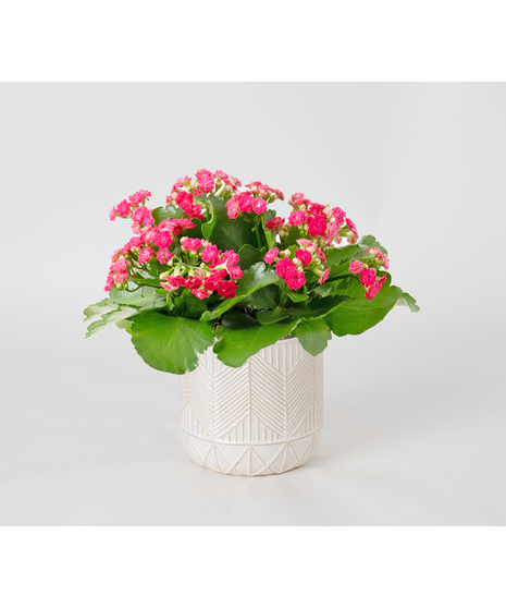 Pink Kalanchoe flowering plant. 