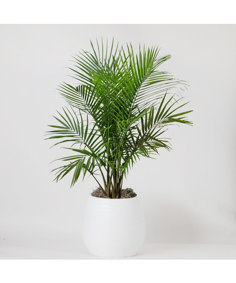 Majesty Palm