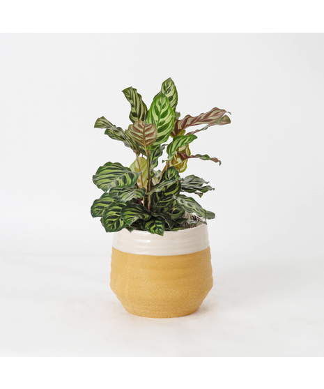 Deluxe Maranta Leuconeura