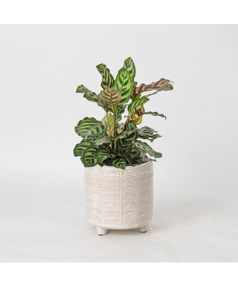 The Maranta, also known as the Prayer Plant, is a vibrant houseplant loved for its striking green leaves adorned with bold red veins and unique patterns .