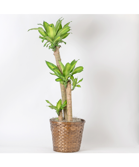The Dracaena Massangeana features vibrant green, sword-like leaves and is a striking yet low-maintenance choice for any home or office. 