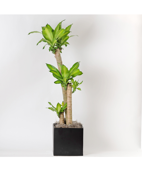 The Dracaena Massangeana features vibrant green, sword-like leaves and is a striking yet low-maintenance choice for any home or office. 