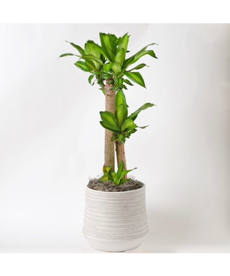 The Dracaena Massangeana features vibrant green, sword-like leaves and is a striking yet low-maintenance choice for any home or office. 