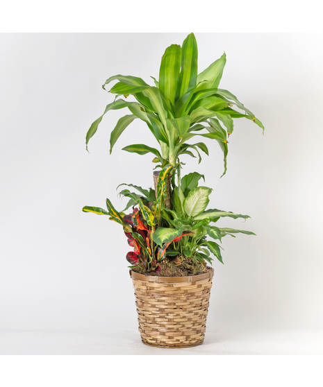 Our Large Ficus Rubber Plant is a bold, statement-making houseplant with glossy, deep green leaves and a sturdy upright form. 