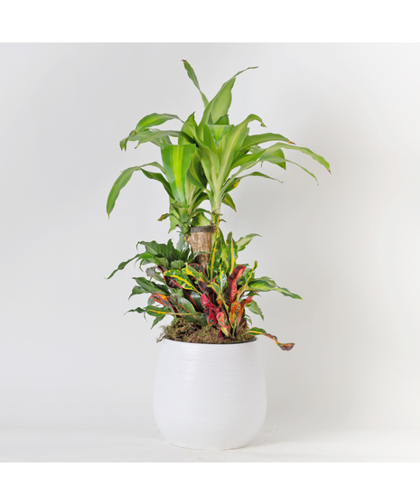Medium Dracaena Living Garden