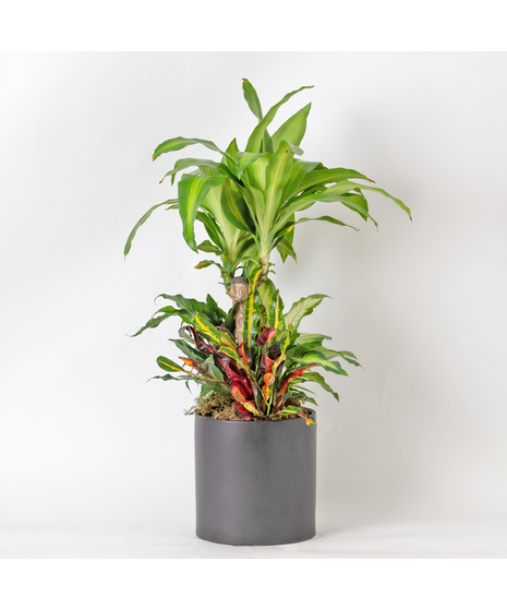 Our Large Ficus Rubber Plant is a bold, statement-making houseplant with glossy, deep green leaves and a sturdy upright form. 