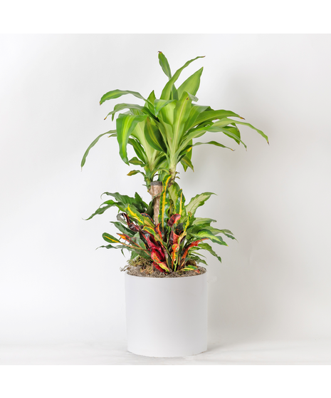 Our Large Ficus Rubber Plant is a bold, statement-making houseplant with glossy, deep green leaves and a sturdy upright form. 