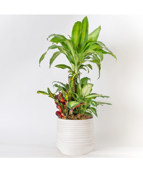 Our Large Ficus Rubber Plant is a bold, statement-making houseplant with glossy, deep green leaves and a sturdy upright form. 