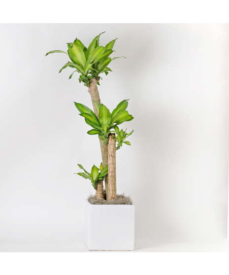 The Dracaena Massangeana features vibrant green, sword-like leaves and is a striking yet low-maintenance choice for any home or office. 