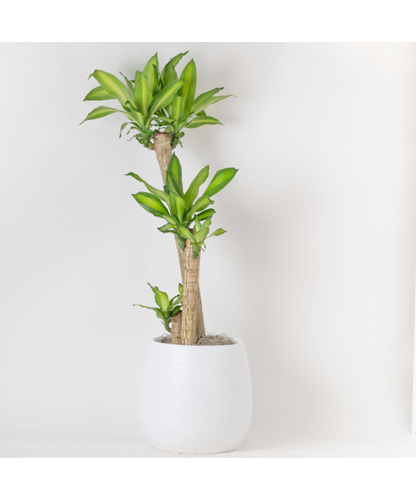 Large Dracaena Massangeana