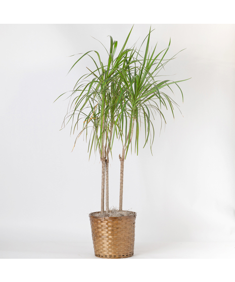 The 10 inch Dracaena Marginata, also known as the Dragon Tree, is a striking houseplant loved for its tall, slender stems and spiky green leaves edged in deep red. 