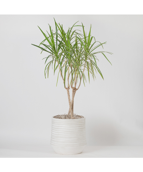 The 10 inch Dracaena Marginata, also known as the Dragon Tree, is a striking houseplant loved for its tall, slender stems and spiky green leaves edged in deep red. 