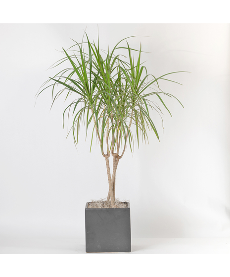 The 10 inch Dracaena Marginata, also known as the Dragon Tree, is a striking houseplant loved for its tall, slender stems and spiky green leaves edged in deep red. 
