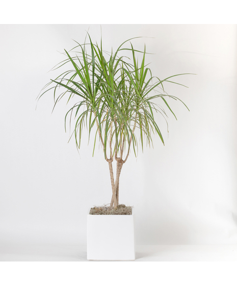 The 10 inch Dracaena Marginata, also known as the Dragon Tree, is a striking houseplant loved for its tall, slender stems and spiky green leaves edged in deep red. 
