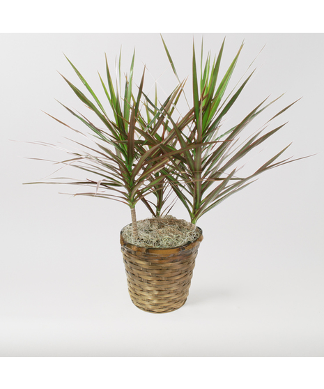 Medium Dracaena Marginata