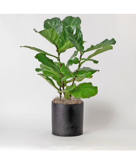 Deluxe Medium Fiddle-Leaf Fig