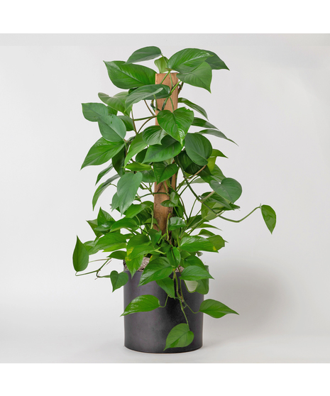 Medium Pothos Pole Ivy