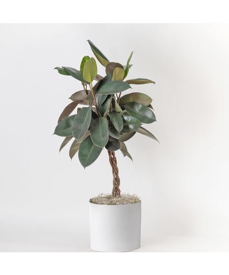 Our Medium Ficus Rubber Braid is a bold, statement-making houseplant with glossy, deep green leaves and a sturdy upright form. 
