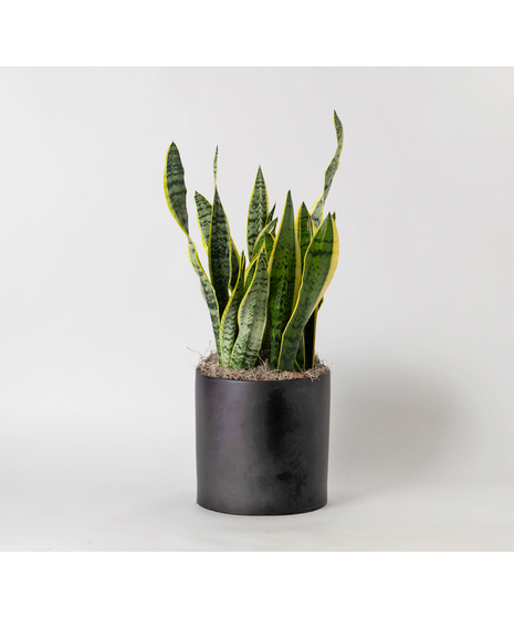 Snake Plant is part of the Asparagaceae family and is commonly known as Sansevieria trifasciata, Saint George's sword, and viper's bowstring hemp. 