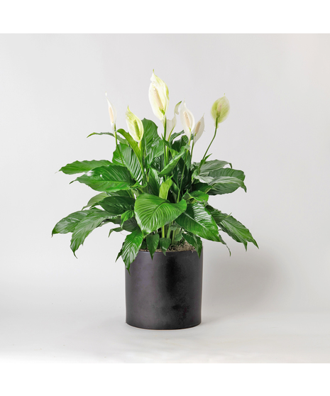 Medium Fiddle-leaf Fig plant with unique green leaves and basket planter