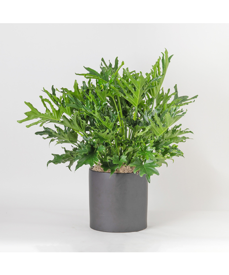 Medium Lickety Split Philodendron