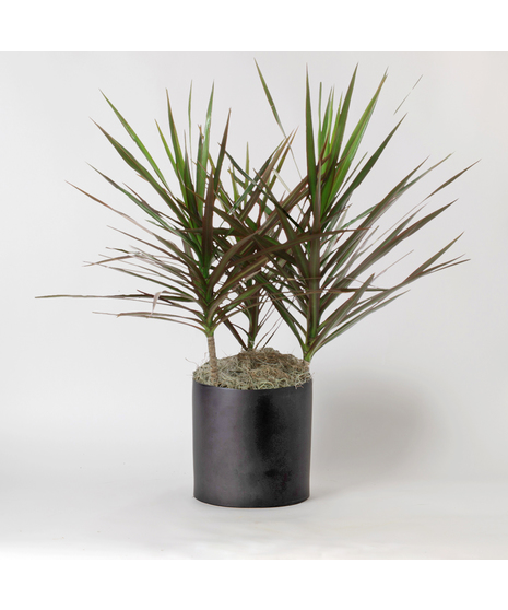 This 8 in. Dracaena Marginata plant is part of the vast Dracaena and Asparagus plant family. It is also known as Marginata Dragon Tree or Red Edged Dracaena. 