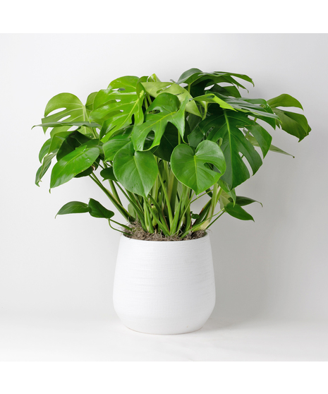 Medium Split Leaf Philodendron