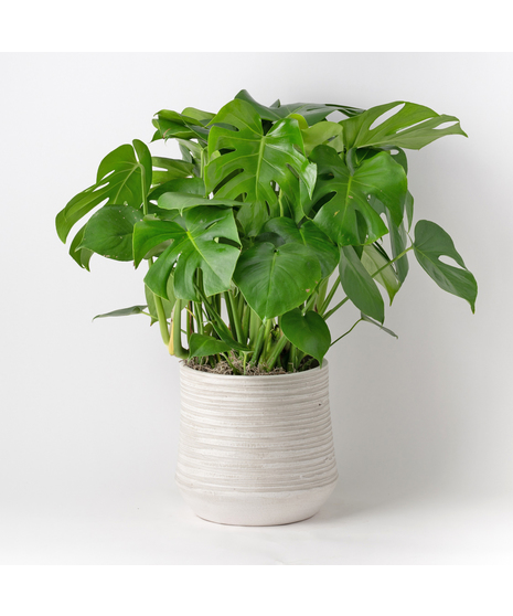 Medium Split-Leaf Plant is known as the swiss cheese plant or monstera deliciosa and is easy-to-care-for. This 8 in. indoor plant is ideal for any space decor.