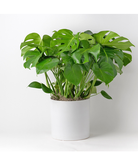 Medium Split-Leaf Plant is known as the swiss cheese plant or monstera deliciosa and is easy-to-care-for. This 8 in. indoor plant is ideal for any space decor.