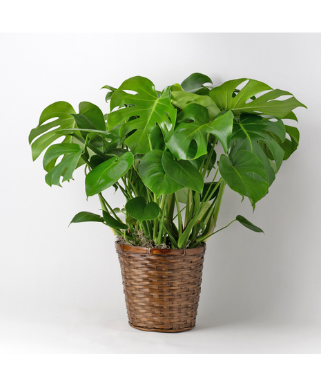 Medium Split-Leaf Plant is known as the swiss cheese plant or monstera deliciosa and is easy-to-care-for. This 8 in. indoor plant is ideal for any space decor.