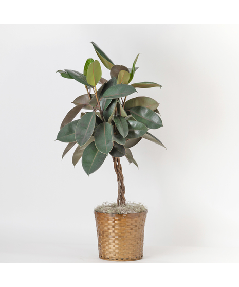 Our Medium Ficus Rubber Braid is a bold, statement-making houseplant with glossy, deep green leaves and a sturdy upright form. 