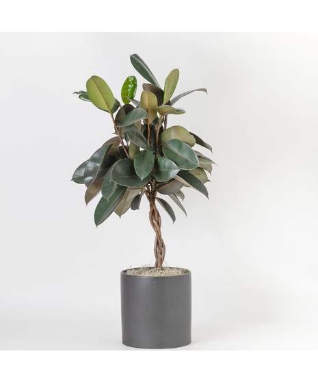 Medium Ficus Rubber Ruby Braid