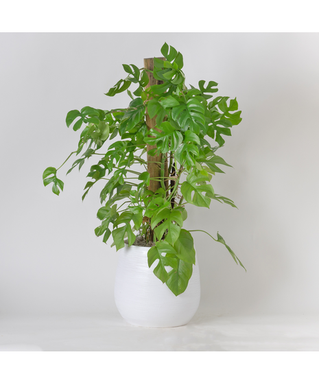 The Mini Monstera is a trendy, easy-care houseplant loved for its lush green leaves with distinctive split and fenestrated shapes
