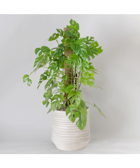 The Mini Monstera is a trendy, easy-care houseplant loved for its lush green leaves with distinctive split and fenestrated shapes
