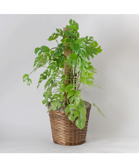 The Mini Monstera is a trendy, easy-care houseplant loved for its lush green leaves with distinctive split and fenestrated shapes