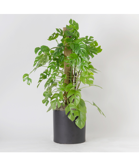 Medium Mini Monstera Philodendron