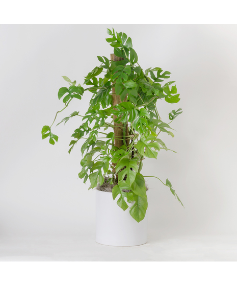 The Mini Monstera is a trendy, easy-care houseplant loved for its lush green leaves with distinctive split and fenestrated shapes