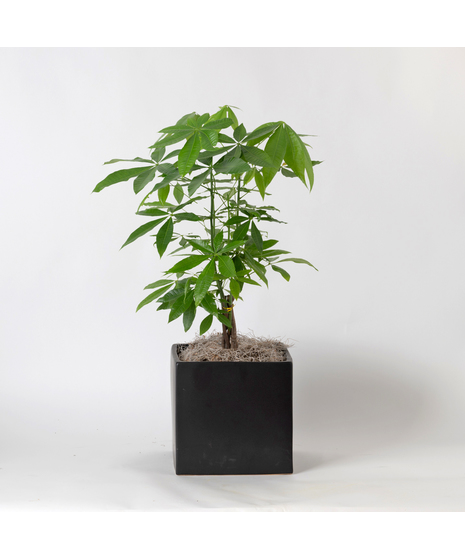 Large Money Tree