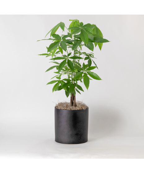 This 8-inch indoor plant brings a touch of exotic elegance to any office or home decor