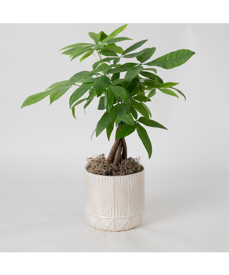 Pachira Aquatica, commonly referred to as the Money Tree, Guiana Chestnut, or Saba Nut, is a wetland tree native to the tropical regions. 