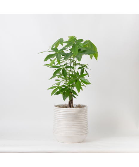 This 10-inch indoor plant brings a touch of exotic elegance to any office or home decor