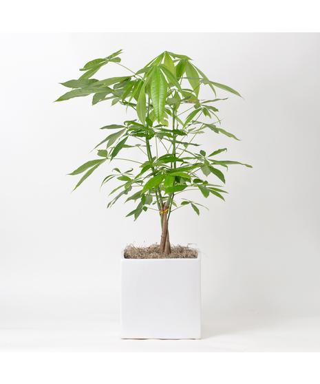 Large Money Tree