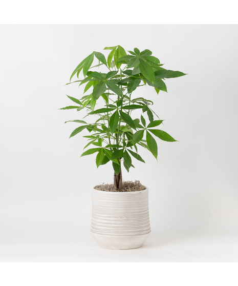 Medium Money Tree