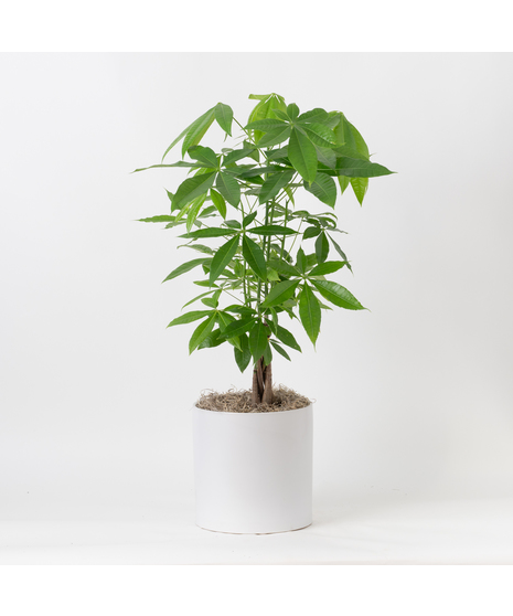 This 8-inch indoor plant brings a touch of exotic elegance to any office or home decor