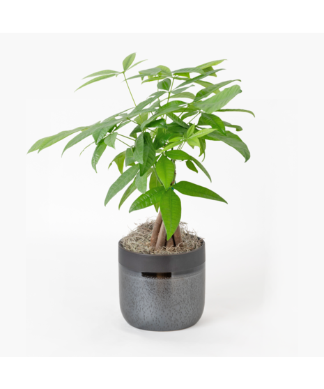 Pachira Aquatica, commonly referred to as the Money Tree, Guiana Chestnut, or Saba Nut, is a wetland tree native to the tropical regions. 