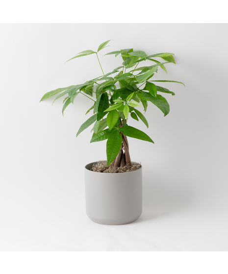 Pachira Aquatica, commonly referred to as the Money Tree, Guiana Chestnut, or Saba Nut, is a wetland tree native to the tropical regions. 