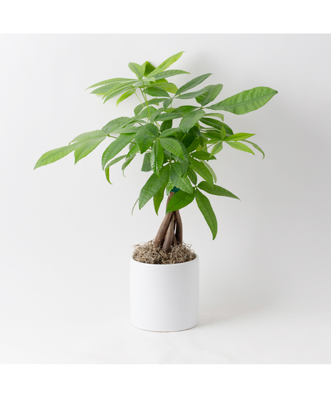 Pachira Aquatica, commonly referred to as the Money Tree, Guiana Chestnut, or Saba Nut, is a wetland tree native to the tropical regions. 