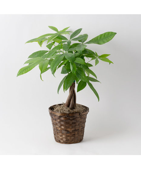 Money Tree