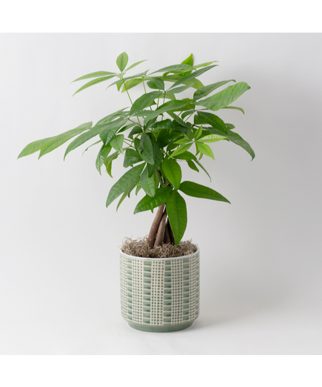 Pachira Aquatica, commonly referred to as the Money Tree, Guiana Chestnut, or Saba Nut, is a wetland tree native to the tropical regions. 